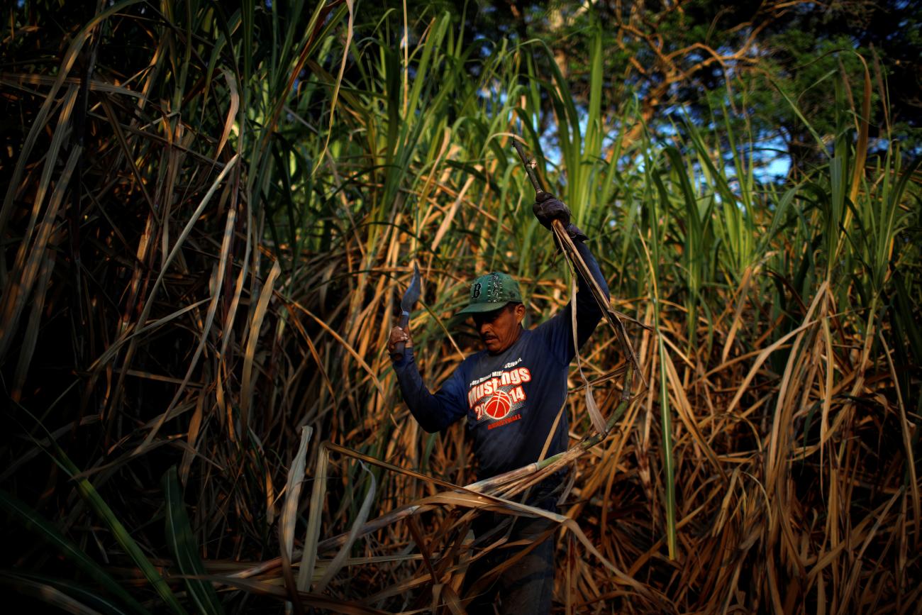 A worker cuts sugarcane at a farm to produce panela.
