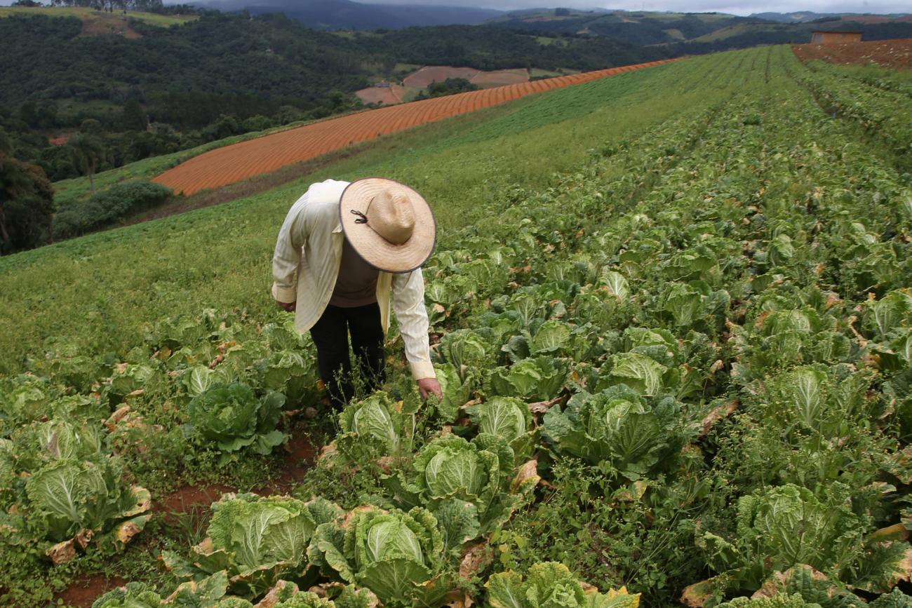 Walter Godinho is seen at his chard plantation in Piedade, Sao Paulo State, Brazil.