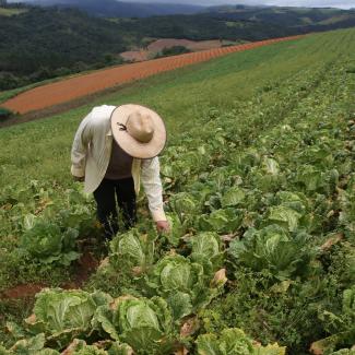 What Brazil’s “Poison Package” Means for Global Food Supplies