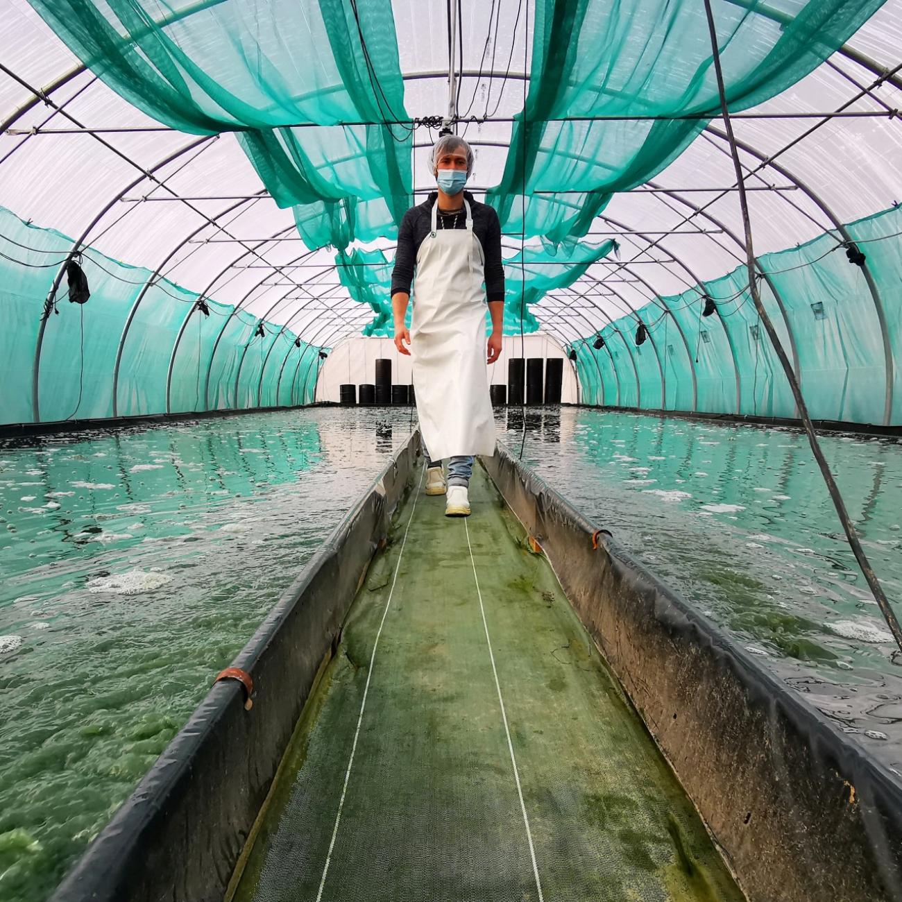 A man walks between two large basins full of seaweed used for spirulina production
