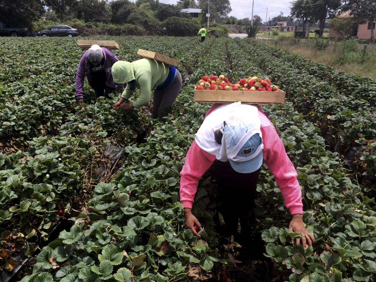 Agricultural workers harvest strawberries on rented land.