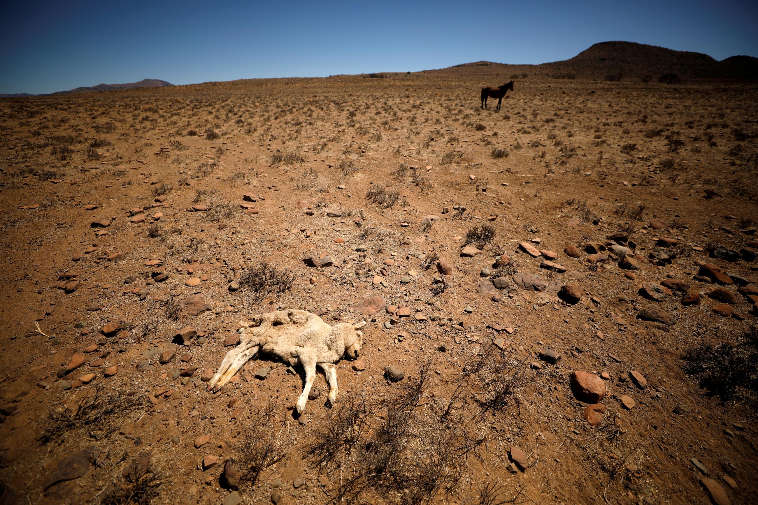 A dead lamb lies in the veld on a farm near drought-stricken Graaff-Reinet, South Africa, November 16, 2019.